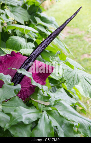 Rote Spatha und schwarzen Blütenständen der üblen riechenden Drachen Arum Dracunculus vulgaris Stockfoto