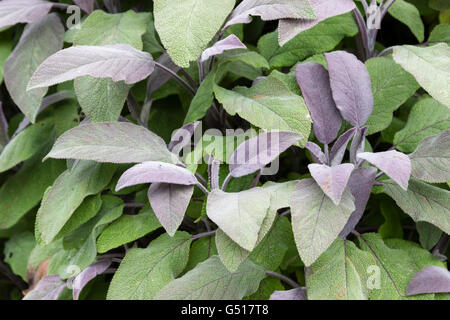 Lila gefärbten Laub Küchenkraut, lila Salbei Salvia Officinalis 'Purpurascens' Stockfoto