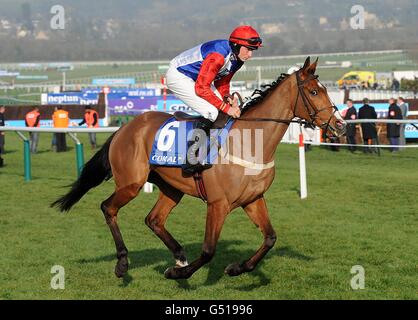 Pferderennen - 2012 Cheltenham Festival - Tag Zwei - Cheltenham Rennbahn. Golan Way von Jockey Marc Goldstein gefahren, der vor dem Coral Cup am Ladies Day während des Cheltenham Festivals posten wird. Stockfoto