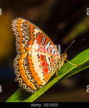 Malay Florfliege Butterfly Cethosia Hypsea an San Diego Zoo Safaripark Schmetterling Dschungel Stockfoto