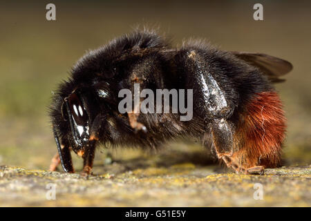 Rotschwanz-Hummel (Bombus Lapidarius) im Profil. Nahaufnahme der Bienenkönigin im Profil, in der Familie Apidae Stockfoto