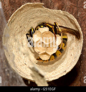 Gemeinsamen Wespe Königin (Vespula Vulgaris) Innenstadthaus, Bau Nest aus Papier, mit Eiern der künftigen Arbeitnehmer in offene Zellen Stockfoto