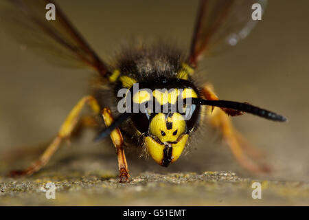 Deutsche Wespe (Vespula Germanica) Gesicht und Kopf. Identifizierung von Gesichts Markierungen der sozialen Wespen in der Familie Vespidae Stockfoto