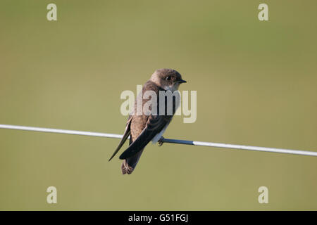 Sand Martin Riparia Riparia, einzelne juvenile thront auf Draht. Juni, Schottland, UK übernommen. Stockfoto