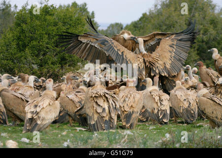 Gänsegeier, abgeschottet Fulvus, kämpfen an der Karkasse. März genommen. Segovia, Spanien. Stockfoto