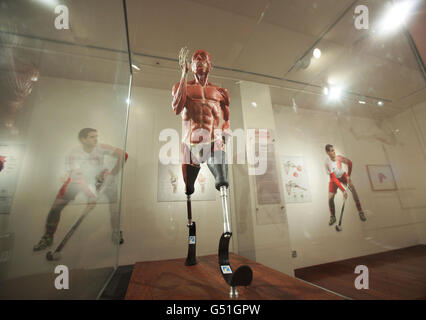 Anatomie einer Sportler-Ausstellung Stockfoto