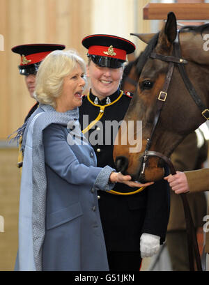 Die Herzogin von Cornwall füttert eine Pferdepolollamint, als sie die King George VI Linien während eines Besuchs der Königstruppe Royal Horse Artillery in Woolwich, London, eröffnet. Stockfoto