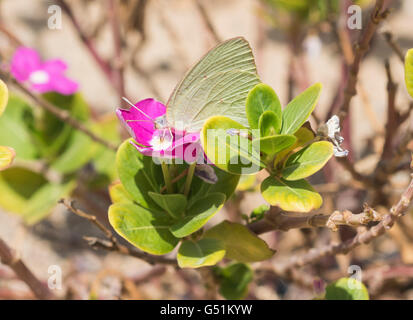 Nahaufnahme Detail von großer Kohl weißen Schmetterling Fütterung auf lila Primel Blume Stockfoto