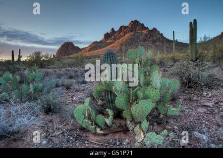 Kaktus in Ironwood Forest National Monument in der Sonora-Wüste in der Nähe von Marana, Arizona. Stockfoto