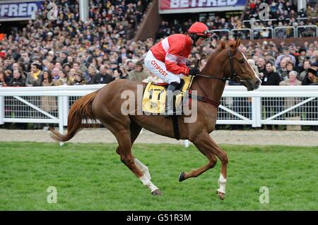 Urbain De Sivola, geritten von Noel Fehily, der während des Cheltenham Festivals für die JCB Triumph Hürde am Gold Cup Day posten wird. Stockfoto