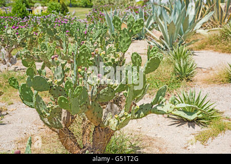 Große Prickly Pear Cactus opuntia Anlage in einer trockenen Wüste Garten Stockfoto