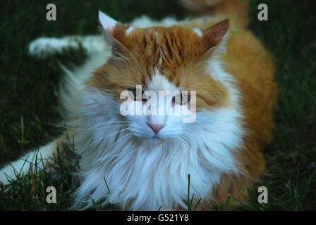 Schöne rote und weiße langhaarige Katze zum Entspannen in den Rasen mit den Ohren zurück Stockfoto