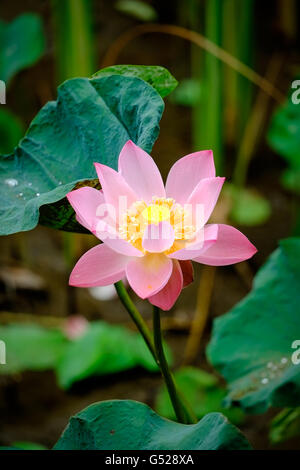 Indische Lotusblume (Nelumbo Nucifera) Stockfoto