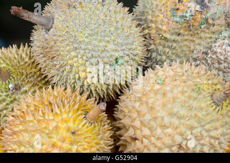 Durian Obst in einem Straßenmarkt Stockfoto