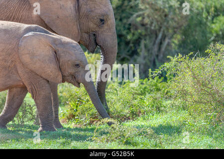 Südafrika, Eastern Cape, Western District, Addo Elephant National Park, Elephant Mutter mit einem Dschungel Stockfoto