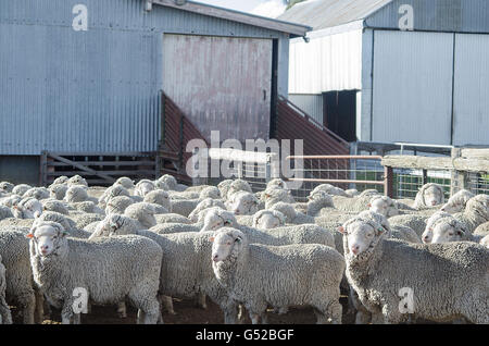 Merino-Schafe halten Stift außerhalb einer Scherung zu vergießen. Stockfoto