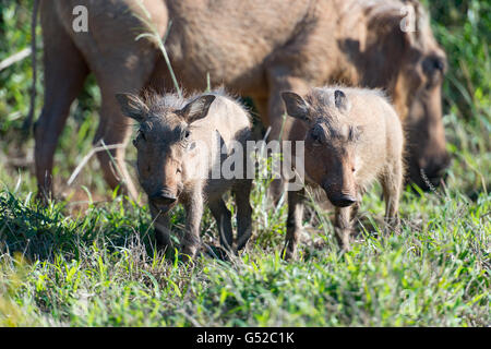 Südafrika, Eastern Cape, Western District, Addo Elephant National Park, zwei kleine Warzenschweine in der Wildnis Stockfoto