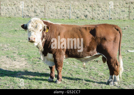 Herford Stier in einem Paddock stehen. Stockfoto