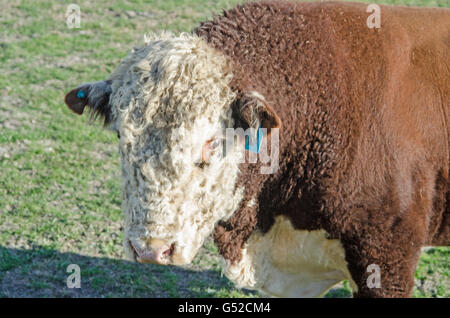 Porträt eines Stiers Hereford hautnah. Stockfoto