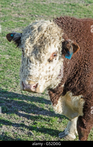 Porträt eines Stiers Hereford hautnah. Stockfoto