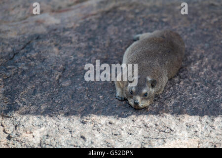 Augrabies Falls Nationalpark, Clipper Schal (Procavia Capensis), Benede Oranje, Nordkap, Südafrika genannt auch Klippschliefer Stockfoto