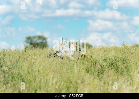Nordkap, Mier, Kgalagadi Transfrontier Park, Südafrika, Sekretär im Nationalpark Stockfoto