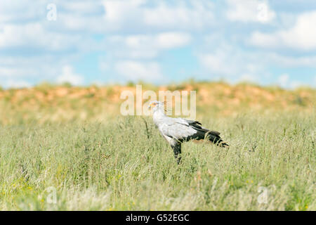 Nordkap, Mier, Kgalagadi Transfrontier Park, Südafrika, Sekretär im Nationalpark Stockfoto