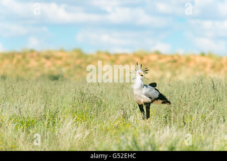 Nordkap, Mier, Kgalagadi Transfrontier Park, Südafrika, Sekretär im Nationalpark Stockfoto