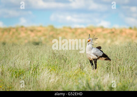 Nordkap, Mier, Kgalagadi Transfrontier Park, Südafrika, Sekretär im Nationalpark Stockfoto
