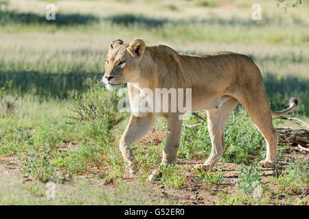 Nordkap, Mier, Kgalagadi Transfrontier Park, Südafrika, Löwin im Nationalpark Stockfoto