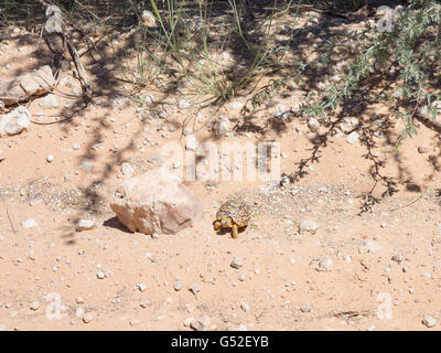 Südafrika, Nordkap, Mier, Kgalagadi Transfrontier Park, Schildkröten in freier Wildbahn Stockfoto