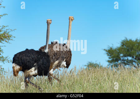 Südafrika, Nordkap, Mier, Kgalagadi Transfrontier Park, Outdoor-paar Stockfoto