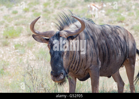 Nordkap, Mier, Kgalagadi Transfrontier Park, Südafrika, Kadu in freier Wildbahn Stockfoto