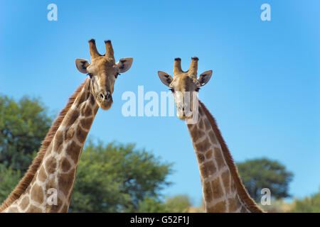 Nordkap, Mier, Kgalagadi Transfrontier Park, Südafrika, zwei Giraffen im Nationalpark Stockfoto