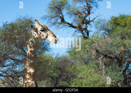 Nordkap, Mier, Kgalagadi Transfrontier Park, Südafrika, Giraffe in der Baumkrone Stockfoto