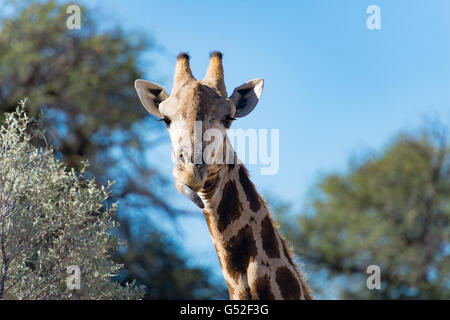 Südafrika, Nordkap, Mier, Kgalagadi Transfrontier Park, Giraffe leckt seinen Mund Stockfoto