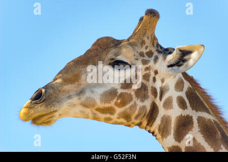 Südafrika, Nordkap, Mier, Kgalagadi Transfrontier Park, Giraffe unter blauem Himmel, Kopf der Giraffe im detail Stockfoto