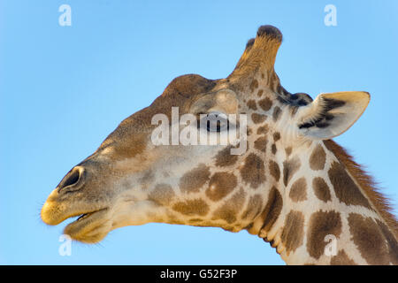 Südafrika, Nordkap, Mier, Kgalagadi Transfrontier Park, Giraffe unter blauem Himmel, Kopf der Giraffe im detail Stockfoto