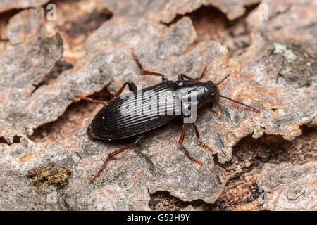 Eine falsche Hologramm-Käfer (Melandrya Striata) hockt auf der Rinde eines gefallenen Toten Baumes. Stockfoto