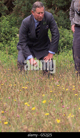 Am zweiten und letzten Tag seines Besuchs auf der Isle of man hockt der Prinz von Wales auf einer natürlichen Heuwiese im Close Sartfield Nature Reserve. * früher hatte er den Vorsitz bei der alten Tynwald-Zeremonie - der jährlichen Sitzung im Freien des Manx-parlaments - geführt. Stockfoto