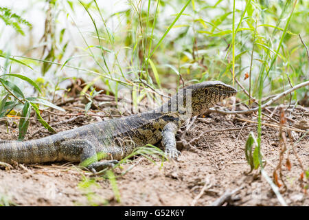 Namibia, Kunene, Kaokoland, Iguana kriecht durch Blätter und Zweige, Leguan in der Kunene region Stockfoto