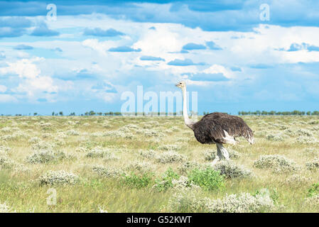 Namibia, Oshana, Etosha Nationalpark, Strauß, Wandern, Afrikanischer Strauß (Struthio Camelus) weiblich Stockfoto