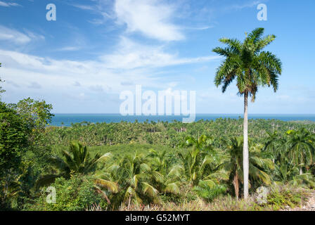 Kuba, Guantánamo, Nibujón, Nationalpark Alexander von Humboldt Nationalpark Alejandro de Humboldt Stockfoto