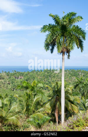 Kuba, Guantánamo, Nibujón, Nationalpark Alexander von Humboldt Nationalpark Alejandro de Humboldt Stockfoto