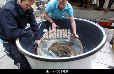 Aquarianer fangen Zorro, den Zebra Shark im London Aquarium, um ihn nach Great Yarmouth zu bringen, in der Hoffnung, ihn mit einem Weibchen zu verpaaren, um die ersten Baby-Zebrahaie Großbritanniens zu produzieren. Stockfoto