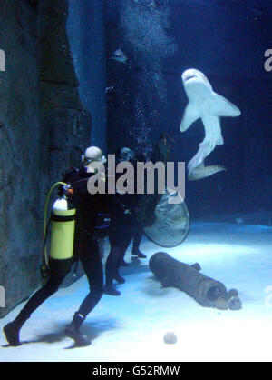 Aquarianer fangen Zorro, den Zebra Shark im London Aquarium, um ihn nach Great Yarmouth zu bringen, in der Hoffnung, ihn mit einem Weibchen zu verpaaren, um die ersten Baby-Zebrahaie Großbritanniens zu produzieren. Stockfoto