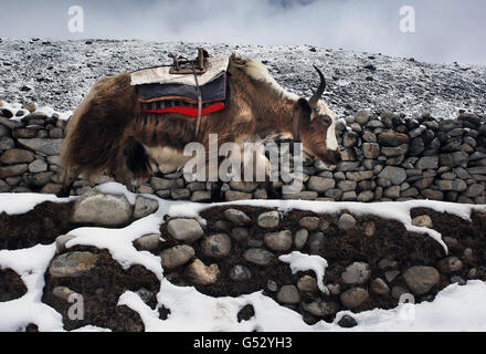 Wandern mit The Wounded Mount Everest-expedition Stockfoto