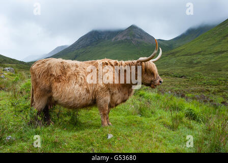 Isle Of Skye, auf der Isle Of Skye, schottische Hochlandrinder, Highland Cattle oder Kyloe, Highland, Schottland, Vereinigtes Königreich Stockfoto