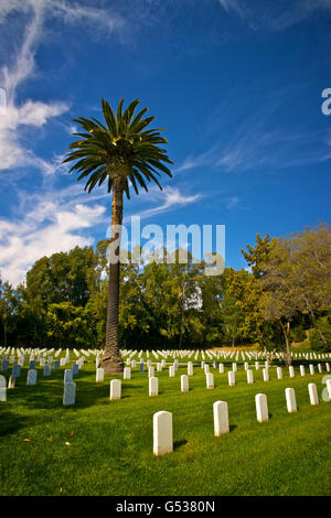 Eine große Palme steht hoch über die Grabsteine von Los Angeles National Cemetery. Stockfoto