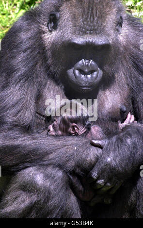 Gorilla zuerst geboren Stockfoto